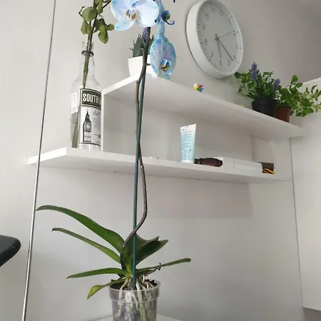 Apartman Sunny * Split